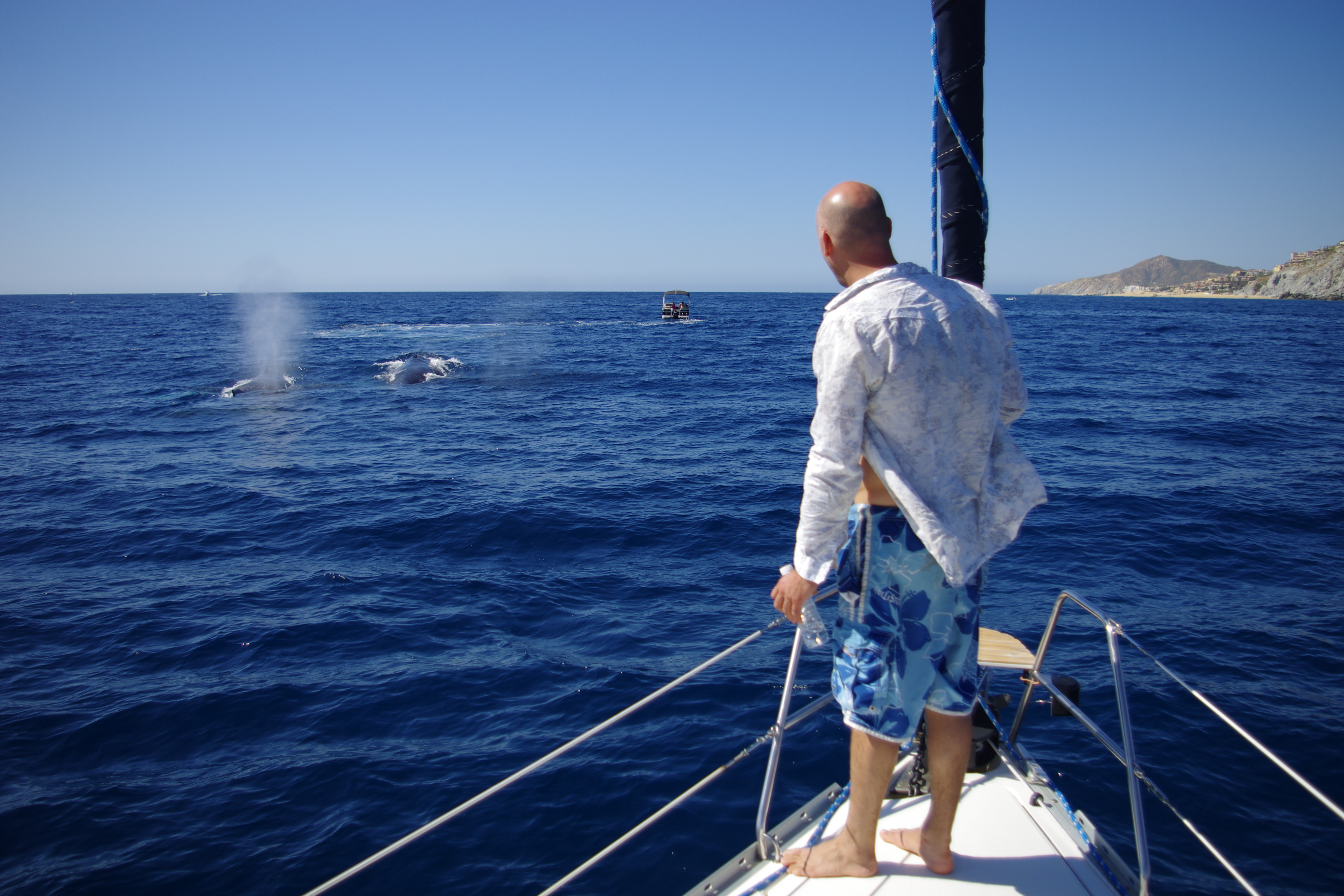 Humpback whale breaching near Cabo San Lucas