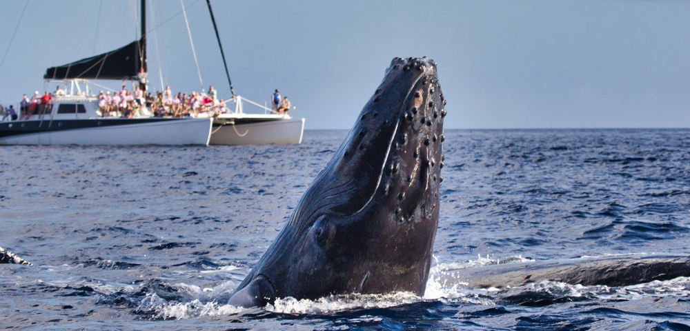 6 Types Of Whales You Can Spot In Cabo