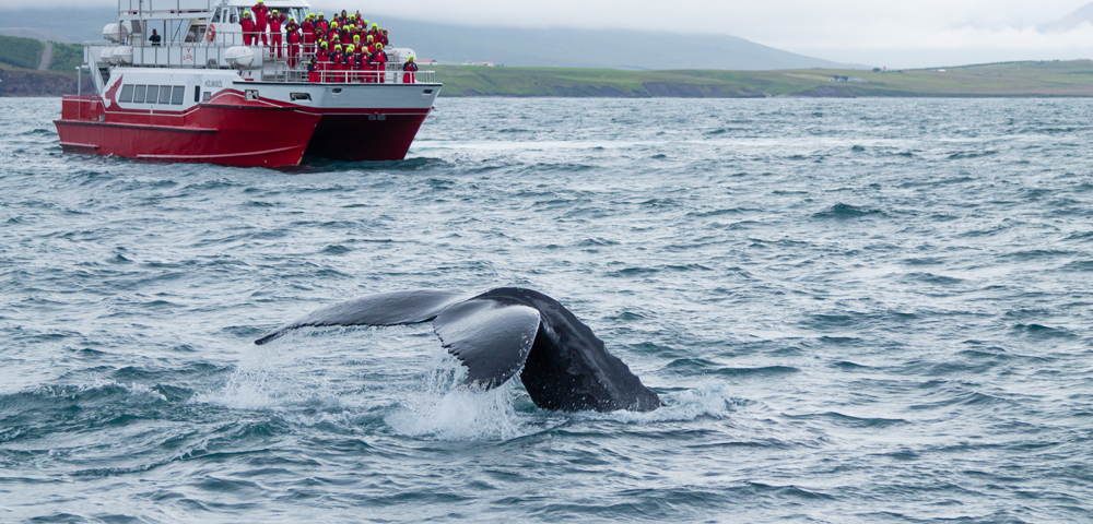 Cabo San Lucas Whale Watching Tips: A Journey Into The Sea’s Majestic Giants