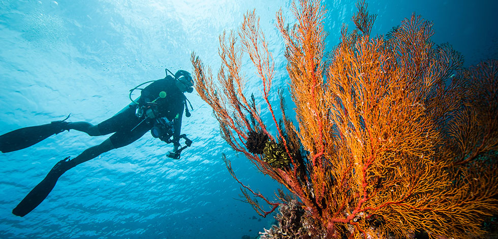 Preparing For Your Scuba Diving Trip To Cabo San Lucas